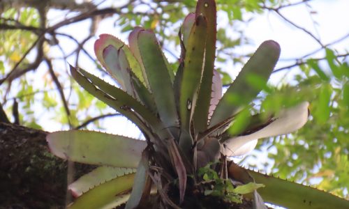 Aechmea cf. servitensis André Aechmea cf. servitensis André