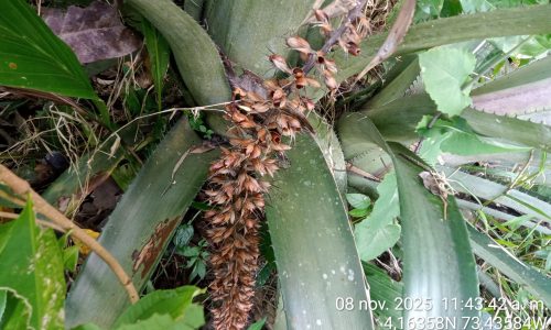 Estudio de impacto ambiental APE Llanos 41 Estudio de impacto ambiental APE Llanos 41