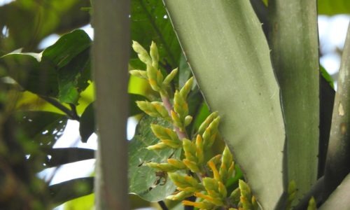 Aechmea tocantina (1) Bromelia o Quiche Aechmea tocantina (1) Bromelia o Quiche