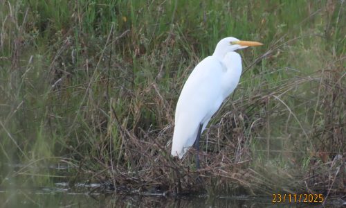 Ardea alba (Garza)