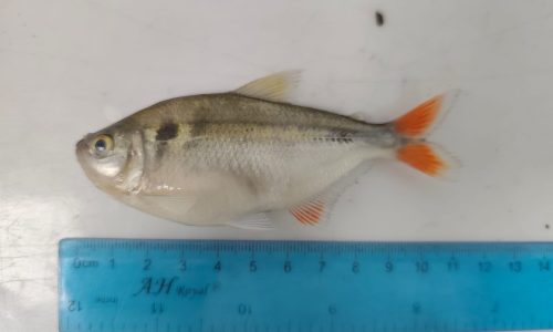 Astyanax integer (Tota, Sardina) Astyanax integer (Tota, Sardina)