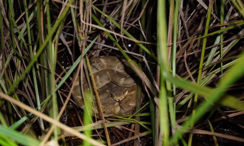 Bothrops atrox (Cuatro narices)