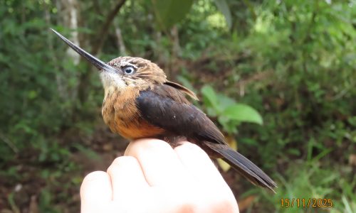 Brachygalba lugubris (Jacamar) Brachygalba lugubris (Jacamar)
