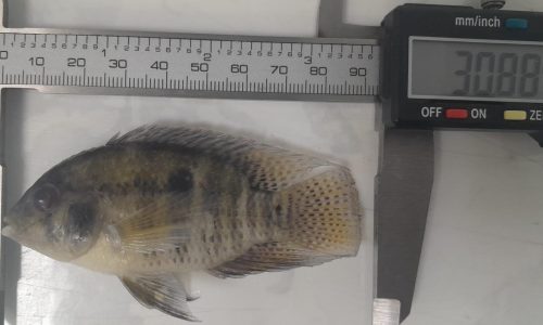 Bujurquina mariae (Mojarra) Bujurquina mariae (Mojarra)