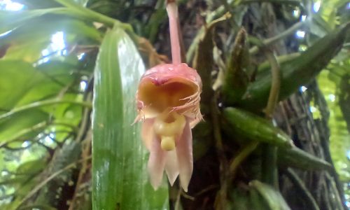 Catasetum callosum Lindl. Catasetum callosum Lindl.