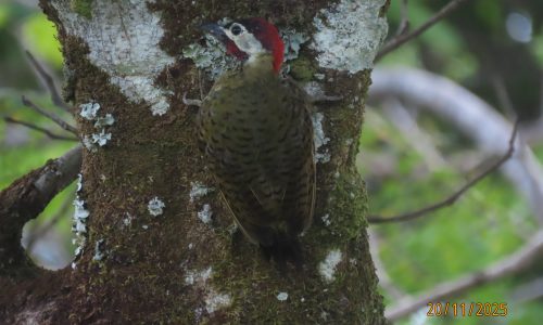 Colaptes punctigula (Carpinterp) Colaptes punctigula (Carpinterp)