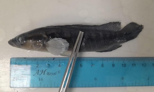 Crenicichla geayi (Mataguaro) Crenicichla geayi (Mataguaro)