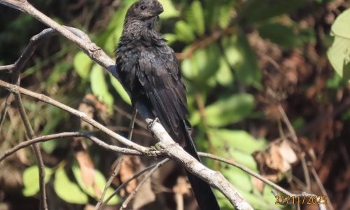 Crotophaga ani