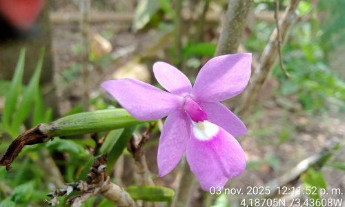 Estudio de impacto ambiental APE Llanos 41 Estudio de impacto ambiental APE Llanos 41