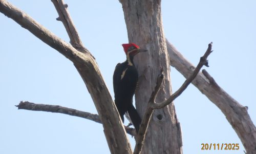 Dryocopus lineatus (Carpintero) Dryocopus lineatus (Carpintero)