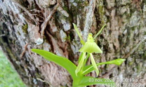 Estudio de impacto ambiental APE Llanos 41 Estudio de impacto ambiental APE Llanos 41