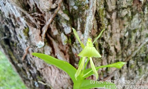 Estudio de impacto ambiental APE Llanos 41 Estudio de impacto ambiental APE Llanos 41