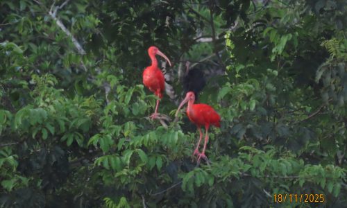 Eudocimus ruber (Coracora) Eudocimus ruber (Coracora)