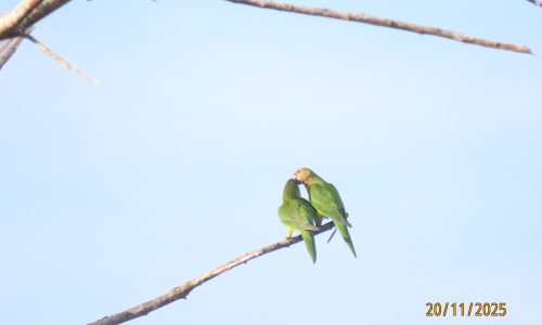 Eupsittula pertinax (Lora carisucia) Eupsittula pertinax (Lora carisucia)