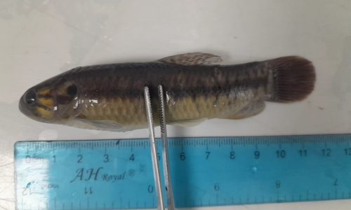 Hoplerythrinus unitaeniatus (Guabina Amarilla) Hoplerythrinus unitaeniatus (Guabina Amarilla)