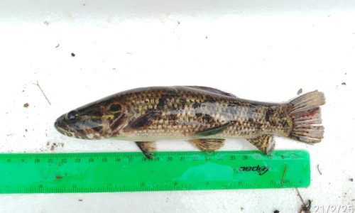 Hoplias malabaricus (Guabina) Hoplias malabaricus (Guabina)