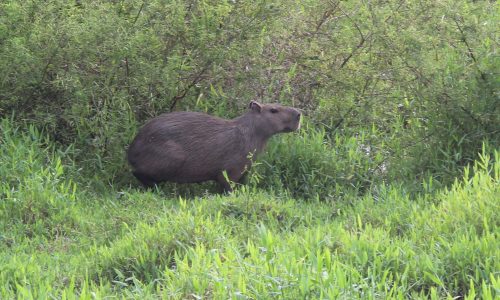 Hydrochoerus hydrochaeris (Chigüiro) Hydrochoerus hydrochaeris (Chigüiro)