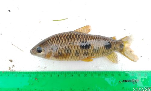 Leporinus friderici (Comelon) Leporinus friderici (Comelon)