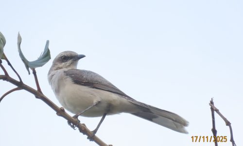 Mimus gilvus (Mirla) Mimus gilvus (Mirla)