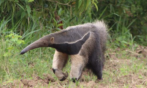 Myrmecophaga tridactyla (Oso palmero) Myrmecophaga tridactyla (Oso palmero)