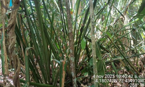 Estudio de impacto ambiental Llanos 141 Estudio de impacto ambiental Llanos 141