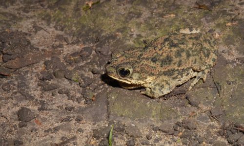 Rhinella beebei ( Sapito Rhinella beebei ( Sapito
