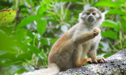 Saimiri cassiquiarensis (Mono titi) Saimiri cassiquiarensis (Mono titi)