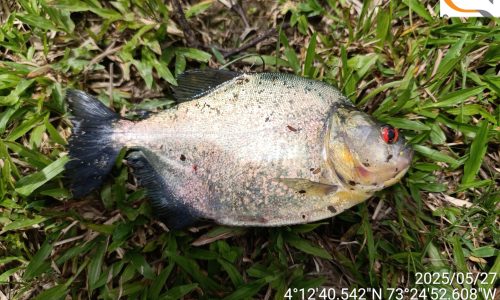 ETSA- LLANOS 141 ETSA- LLANOS 141