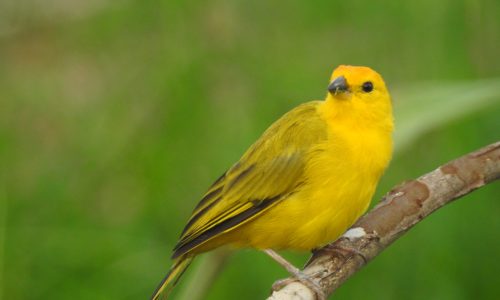 Sicalis flaveola (Canario) Sicalis flaveola (Canario)