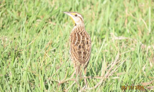 Sturnella magna (Chirlobirlo) Sturnella magna (Chirlobirlo)