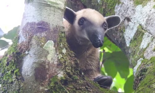Tamandura tetradactyla (Oso melero) Tamandura tetradactyla (Oso melero)