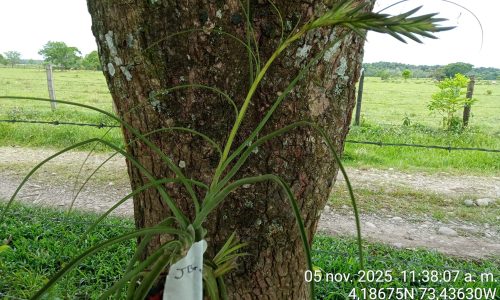 Estudio de impacto ambiental APE Llanos 41 Estudio de impacto ambiental APE Llanos 41