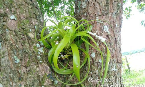 Tillandsia elongata Kunth
