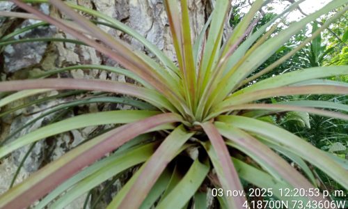 Estudio de impacto ambiental APE Llanos 41 Estudio de impacto ambiental APE Llanos 41