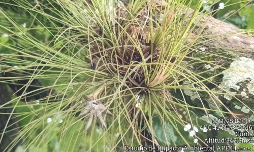 Estudio de Impacto Ambiental APE Llanos 141 Estudio de Impacto Ambiental APE Llanos 141