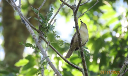 Troglodytes musculus (Cucarachero) Troglodytes musculus (Cucarachero)