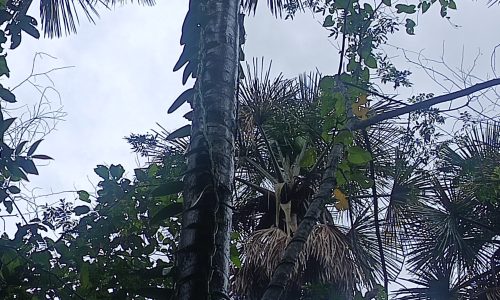 Vanilla planifolia Andrews Vanilla planifolia Andrews